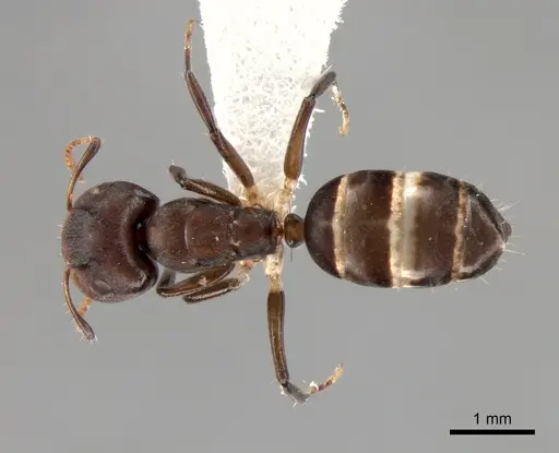 Camponotus bruneiensis specimen
