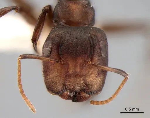 Camponotus bruneiensis specimen