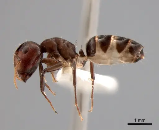 Camponotus bruneiensis specimen