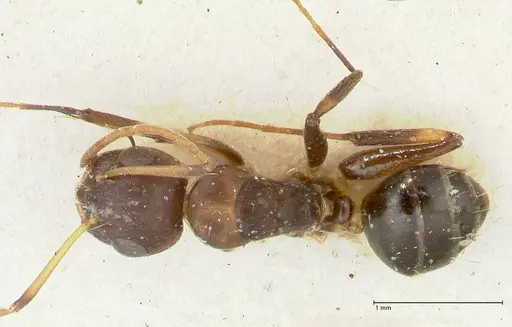 Camponotus bruneiensis - FOCOL2279