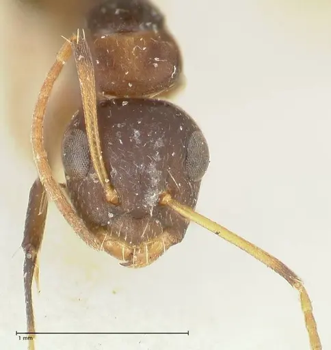 Camponotus bruneiensis - FOCOL2279