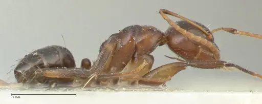 Camponotus bruneiensis - FOCOL2279