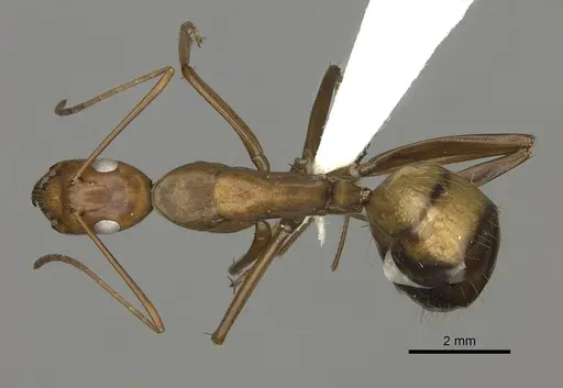 Camponotus brutus specimen