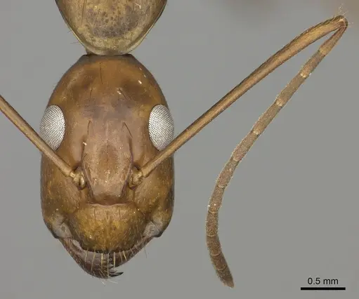 Camponotus brutus specimen