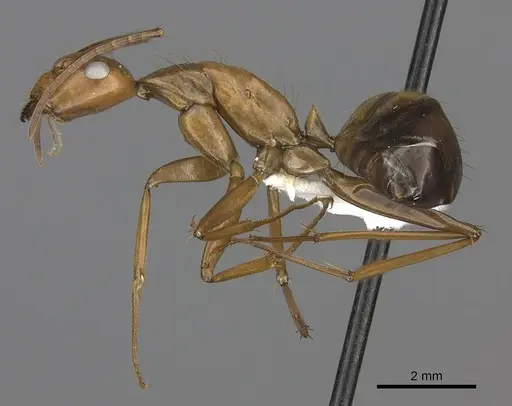 Camponotus brutus specimen