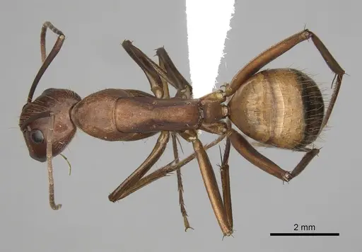 Camponotus brutus - CASENT0316923