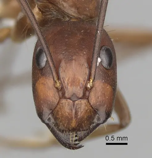 Camponotus brutus - CASENT0316923