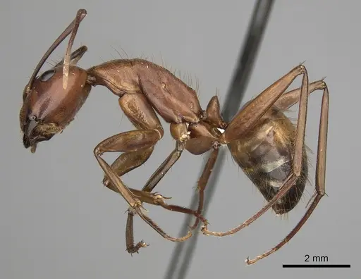 Camponotus brutus - CASENT0316923