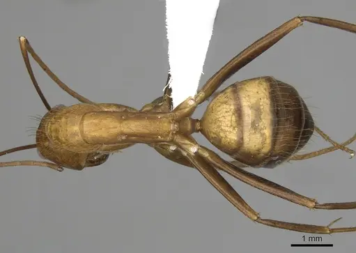 Camponotus brutus - CASENT0316924