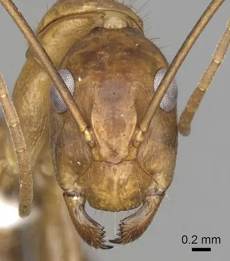 Camponotus brutus - CASENT0316924