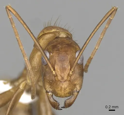 Camponotus brutus - CASENT0316924