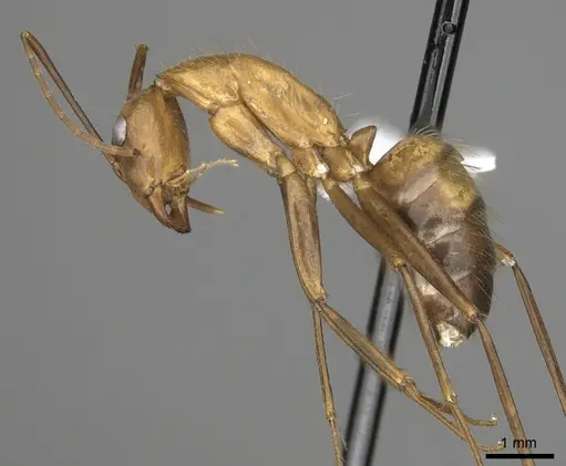 Camponotus brutus - CASENT0316924