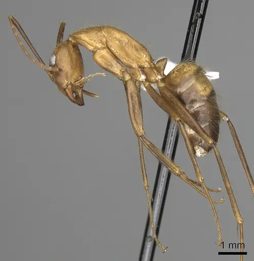 Camponotus brutus - CASENT0316924