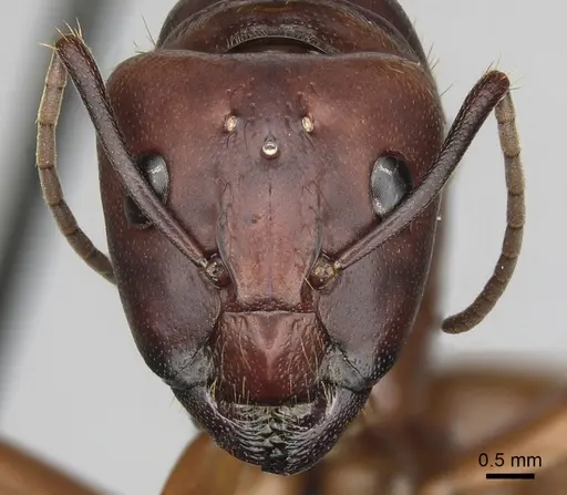 Camponotus brutus - CASENT0316926