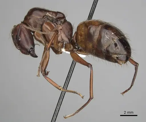 Camponotus brutus - CASENT0316926