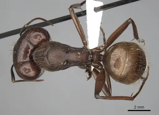 Camponotus brutus - CASENT0316927