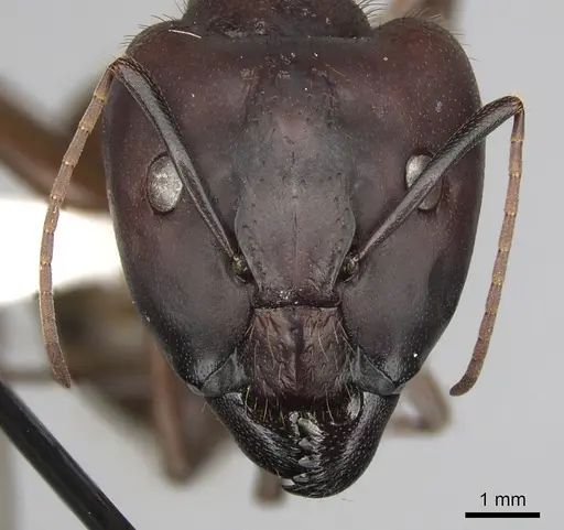Camponotus brutus - CASENT0316927