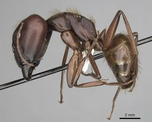 Camponotus brutus - CASENT0316927