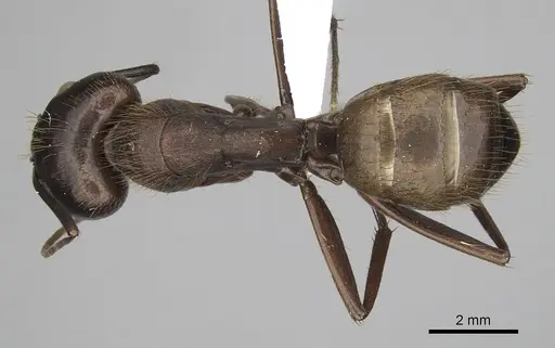 Camponotus brutus - CASENT0316928