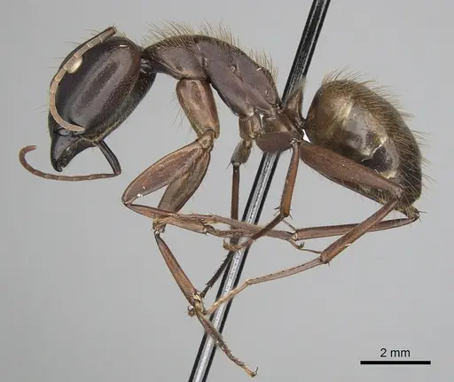 Camponotus brutus - CASENT0316928