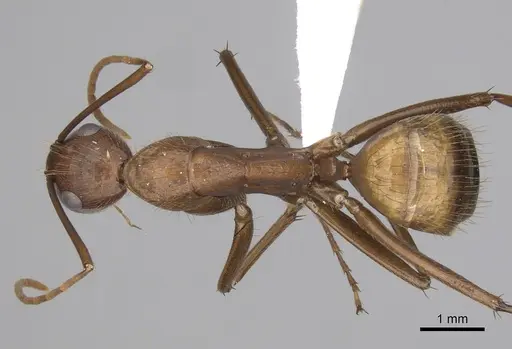Camponotus brutus - CASENT0316929