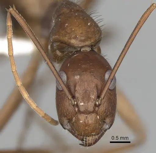 Camponotus brutus - CASENT0316929