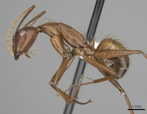 Camponotus brutus - CASENT0316929