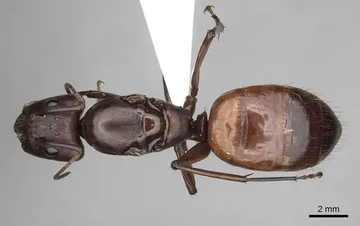 Camponotus brutus - CASENT0403379
