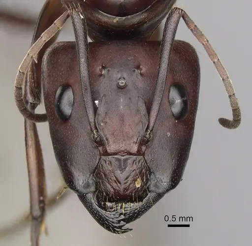 Camponotus brutus - CASENT0403379