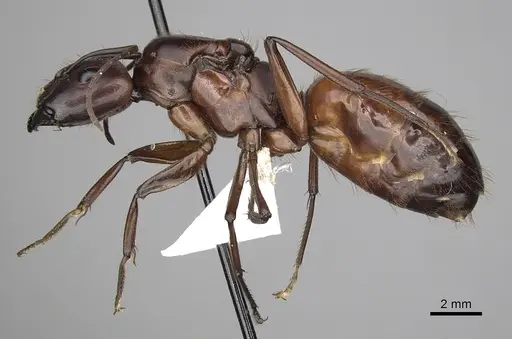 Camponotus brutus - CASENT0403379
