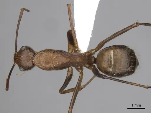 Camponotus brutus - CASENT0405040