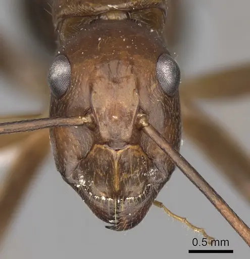 Camponotus brutus - CASENT0405040