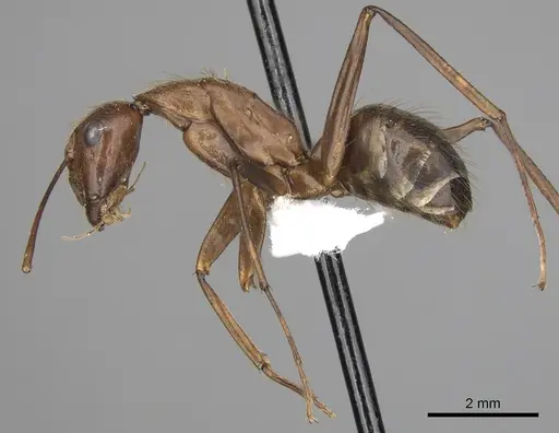 Camponotus brutus - CASENT0405040