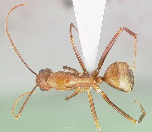 Camponotus brutus - CASENT0405050