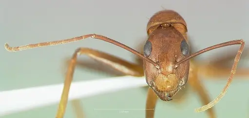 Camponotus brutus - CASENT0405050