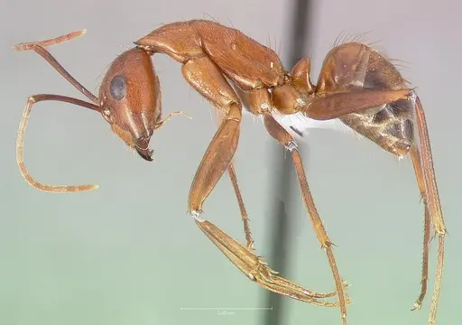 Camponotus brutus - CASENT0405050