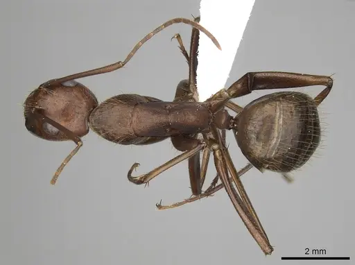 Camponotus brutus - CASENT0415279
