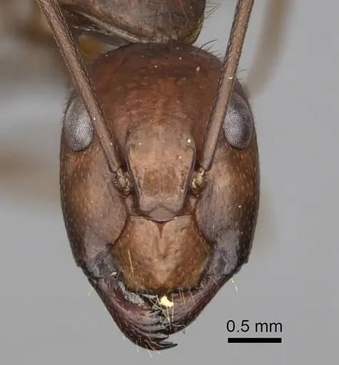 Camponotus brutus - CASENT0415279