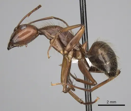 Camponotus brutus - CASENT0415279