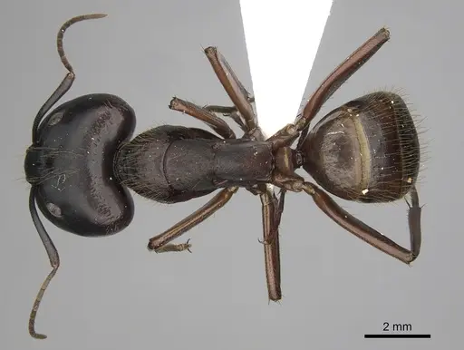 Camponotus brutus - CASENT0415857