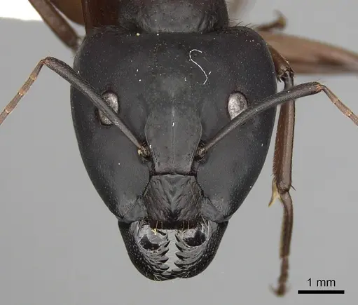 Camponotus brutus - CASENT0415857