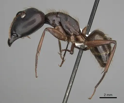 Camponotus brutus - CASENT0415857