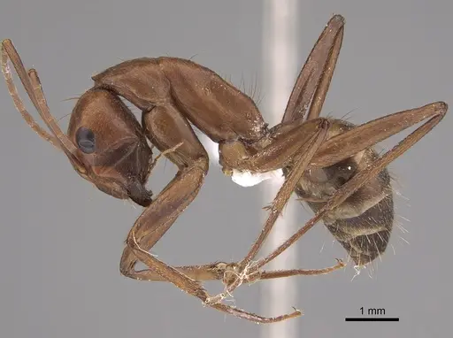 Camponotus brutus - CASENT0763981