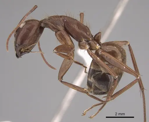 Camponotus brutus - CASENT0797544