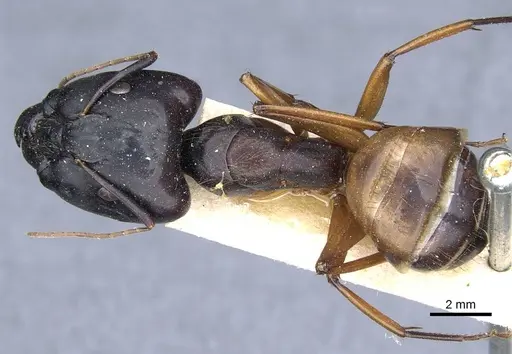 Camponotus brutus - CASENT0905312