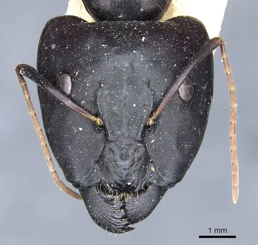 Camponotus brutus - CASENT0905312