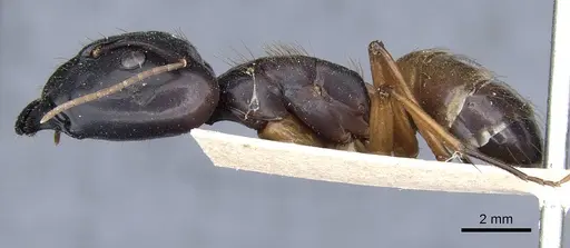 Camponotus brutus - CASENT0905312