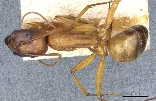 Camponotus brutus - CASENT0905313