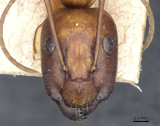 Camponotus brutus - CASENT0905313