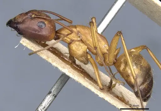 Camponotus brutus - CASENT0905313